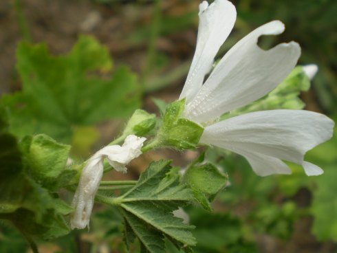 Malva sylvestris - albina?