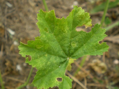 Malva sylvestris - albina?