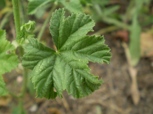 Malva sylvestris - albina?