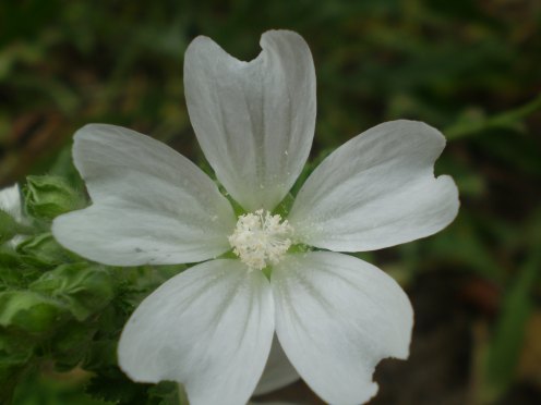 Malva sylvestris - albina?