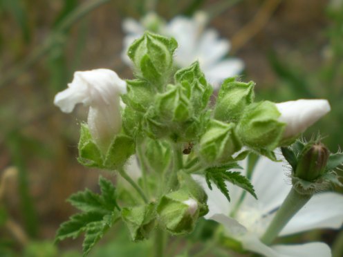 Malva sylvestris - albina?