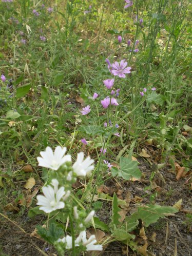 Malva sylvestris - albina?