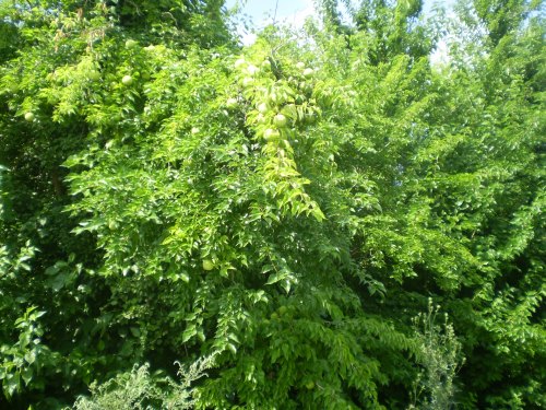 Maclura pomifera