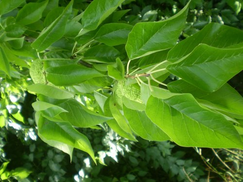 Maclura pomifera