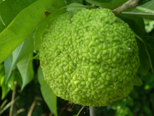 Maclura pomifera