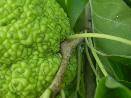 Maclura pomifera