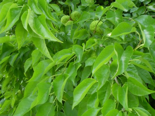 Maclura pomifera