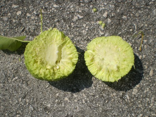 Maclura pomifera