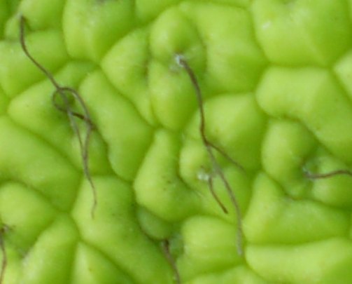 Maclura pomifera