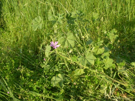 Malva sylvestris