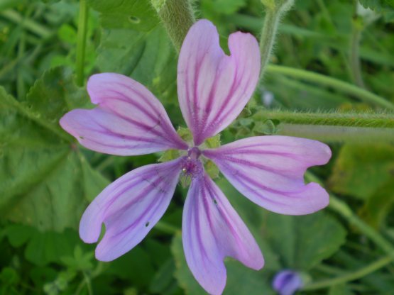 Malva sylvestris