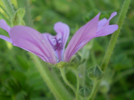 Malva sylvestris