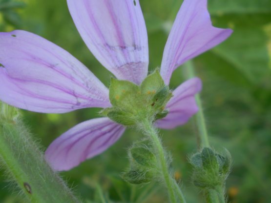 Malva sylvestris