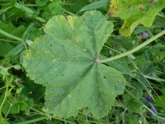 Malva sylvestris