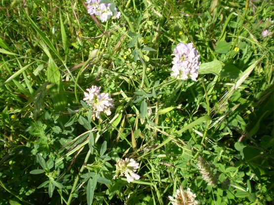 Medicago sativa