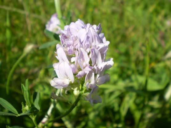 Medicago sativa