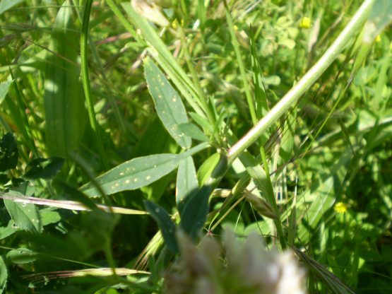 Medicago sativa