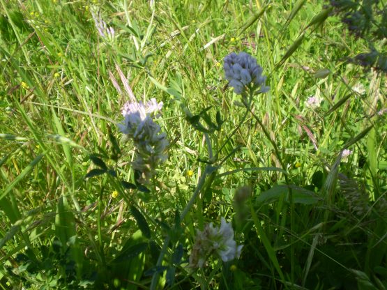 Medicago sativa