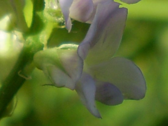 Medicago sativa