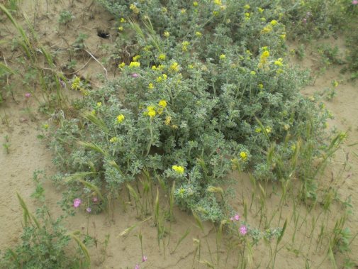 dune Senigallia: Medicago marina