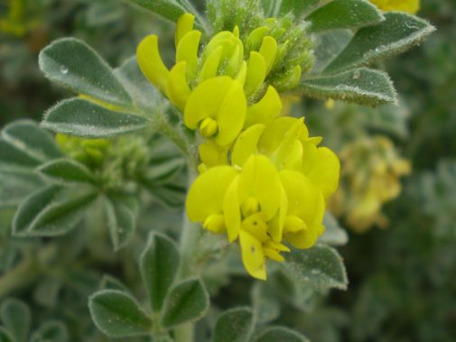 dune Senigallia: Medicago marina