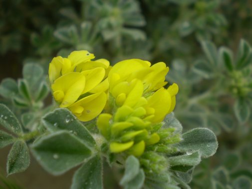 dune Senigallia: Medicago marina