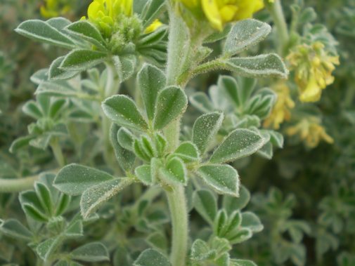 dune Senigallia: Medicago marina