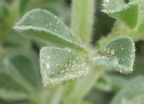 dune Senigallia: Medicago marina