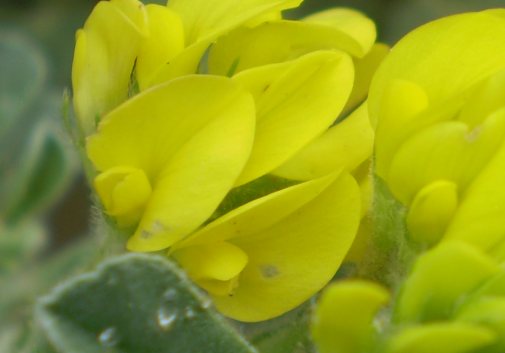 dune Senigallia: Medicago marina