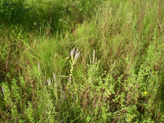 Mentha pulegium