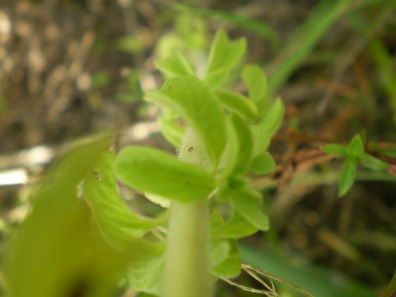 Mentha pulegium