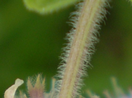 Mentha pulegium