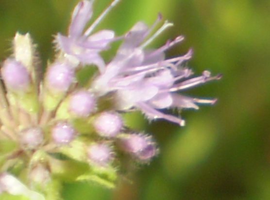 Mentha pulegium