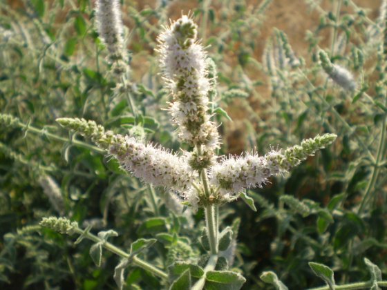 Mentha suaveolens ssp. suaveolens