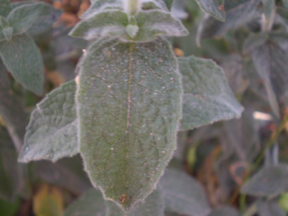 Mentha suaveolens ssp. suaveolens