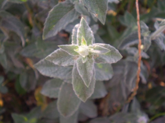 Mentha suaveolens ssp. suaveolens