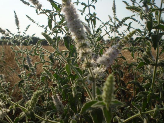 Mentha suaveolens ssp. suaveolens