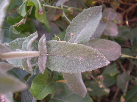 Mentha suaveolens ssp. suaveolens