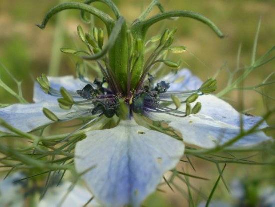 Nigella damascena - Damigella di Damasco