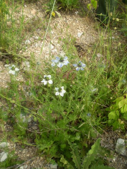 Nigella damascena - Damigella di Damasco