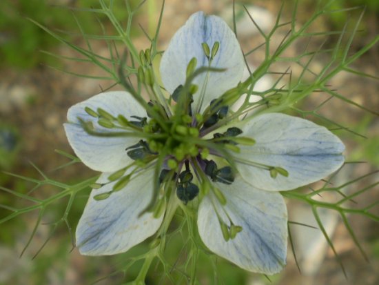 Nigella damascena - Damigella di Damasco