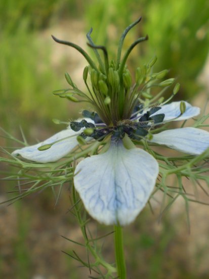 Nigella damascena - Damigella di Damasco