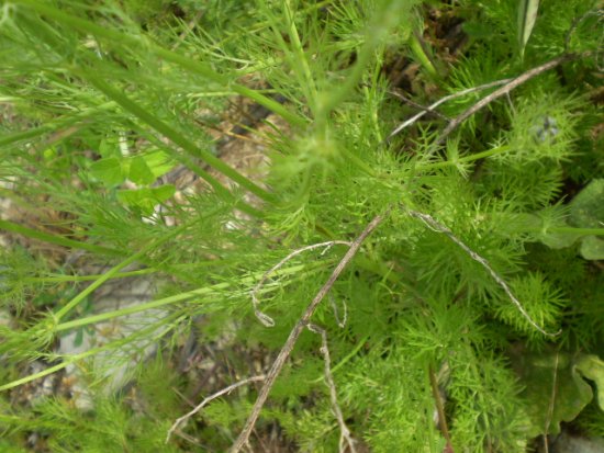 Nigella damascena - Damigella di Damasco