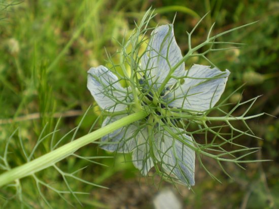 Nigella damascena - Damigella di Damasco