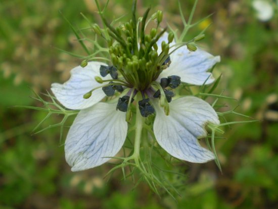 Nigella damascena - Damigella di Damasco