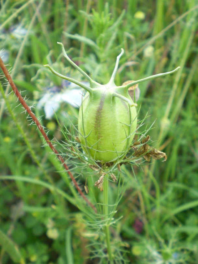 Nigella damascena - Damigella di Damasco