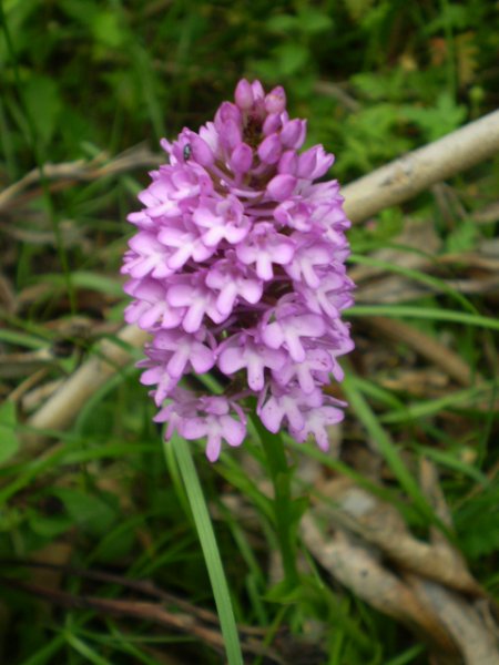 Anacamptis pyramidalis