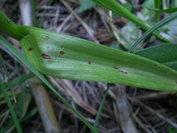 Anacamptis pyramidalis