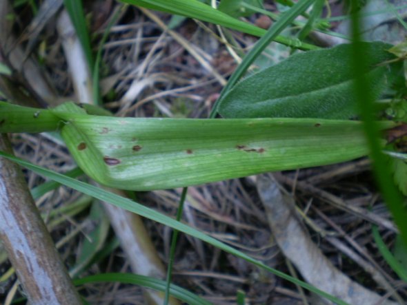 Anacamptis pyramidalis