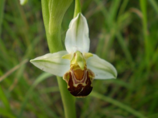 Ophrys bianca